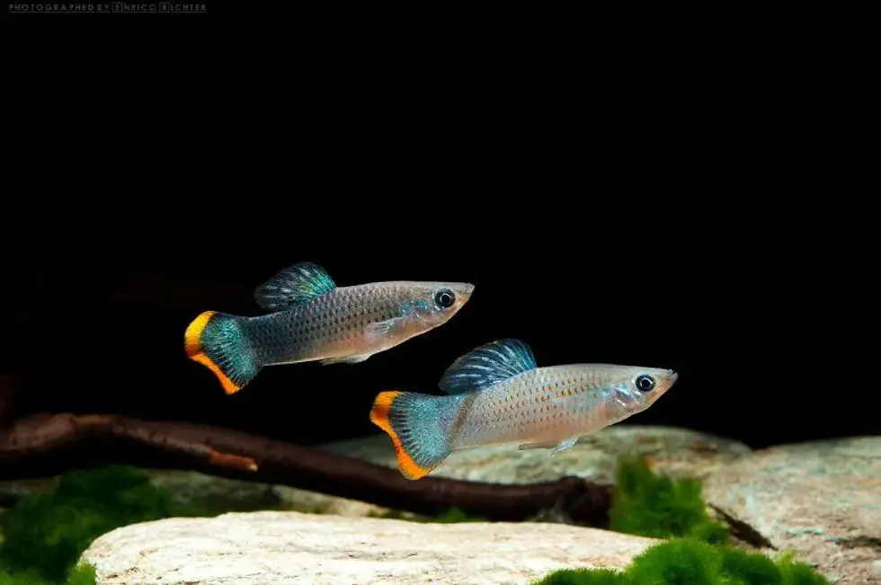 Poecilia mexicana Campeche