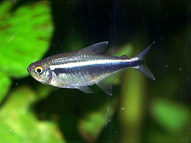 Hyphessobrycon herbertaxelrodi