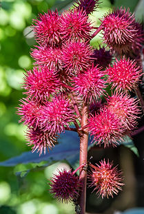 Kopie von _62_5176.jpg