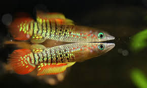 Aplocheilus lineatus