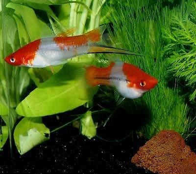 Xiphophorus helleri Santa claus