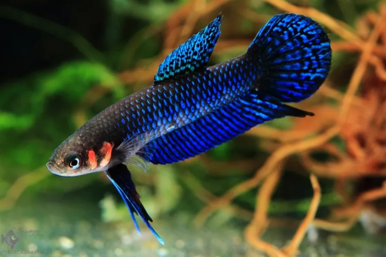 Betta hendra