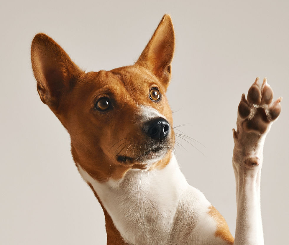 Dog Raising Paw