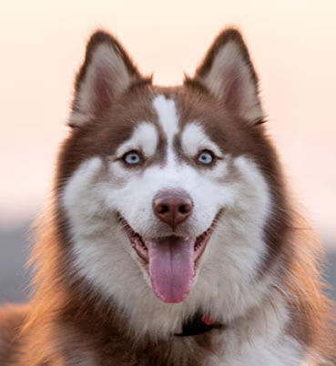 siberian_husky_4_1_edited.jpg
