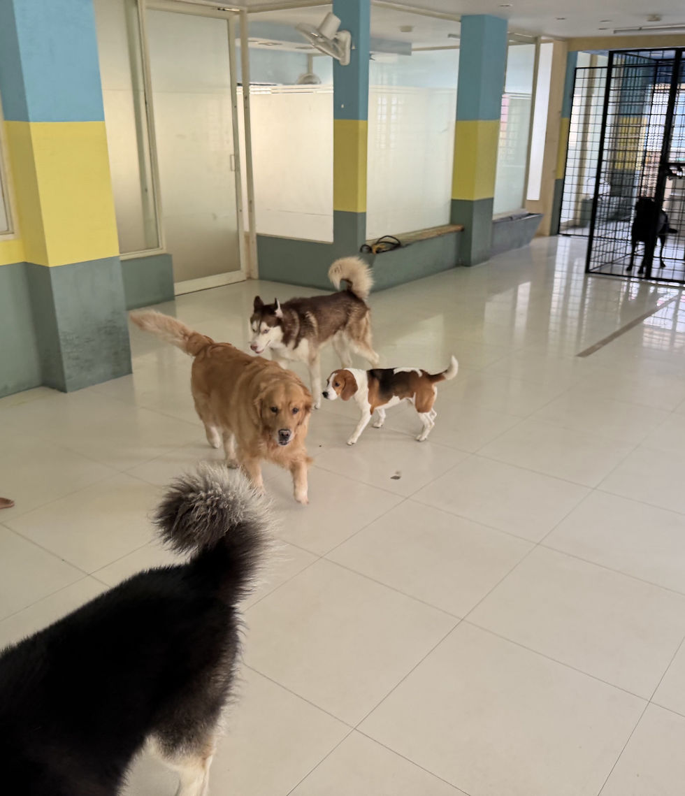 K9INN Play Area