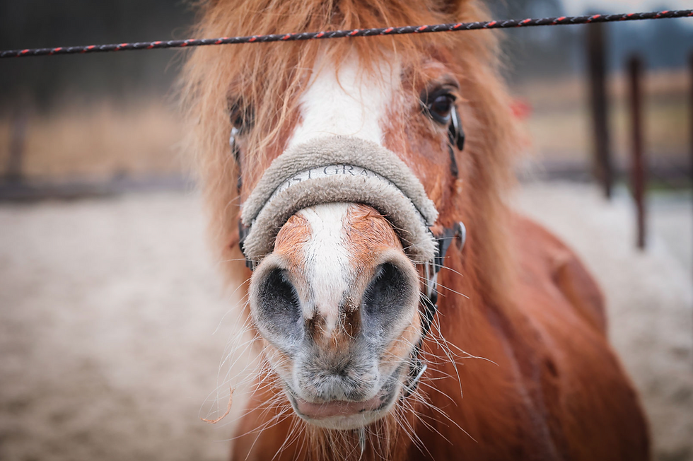 Interactie met dieren
