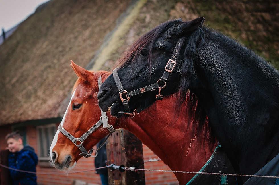 Interactie met dieren