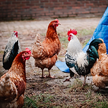 De kippen die op de woonboerderij rondscharrelen