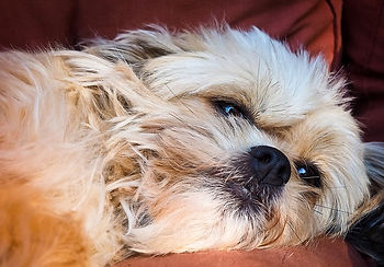 Is your adorable dog expressing signs of pain?