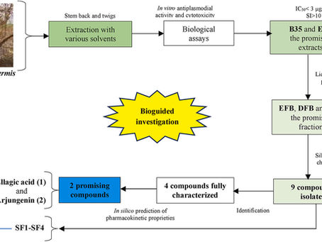 A bio-guided investigation of Mitragyna inermis (Willd) O. Kuntze (Rubiaceae) unveils natural product isolates with potent cross-activity against sensitive and resistant Plasmodium falciparum