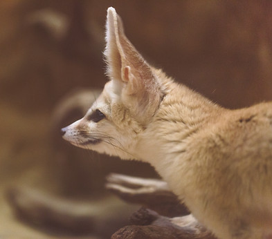 fennec fox