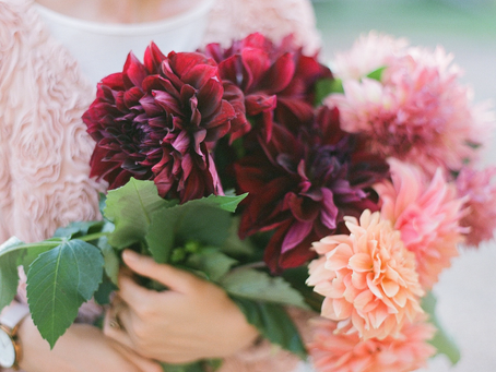 How to care for cut flower Dahlias