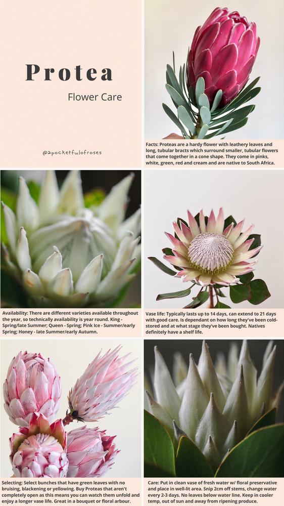 Protea flower care