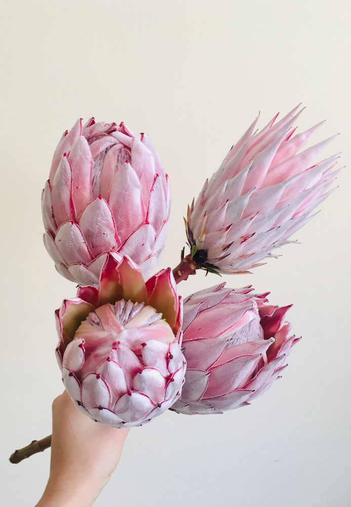 Protea flower care