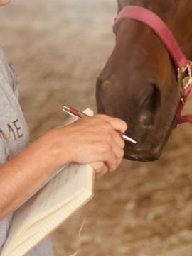 Pferd mit Buch