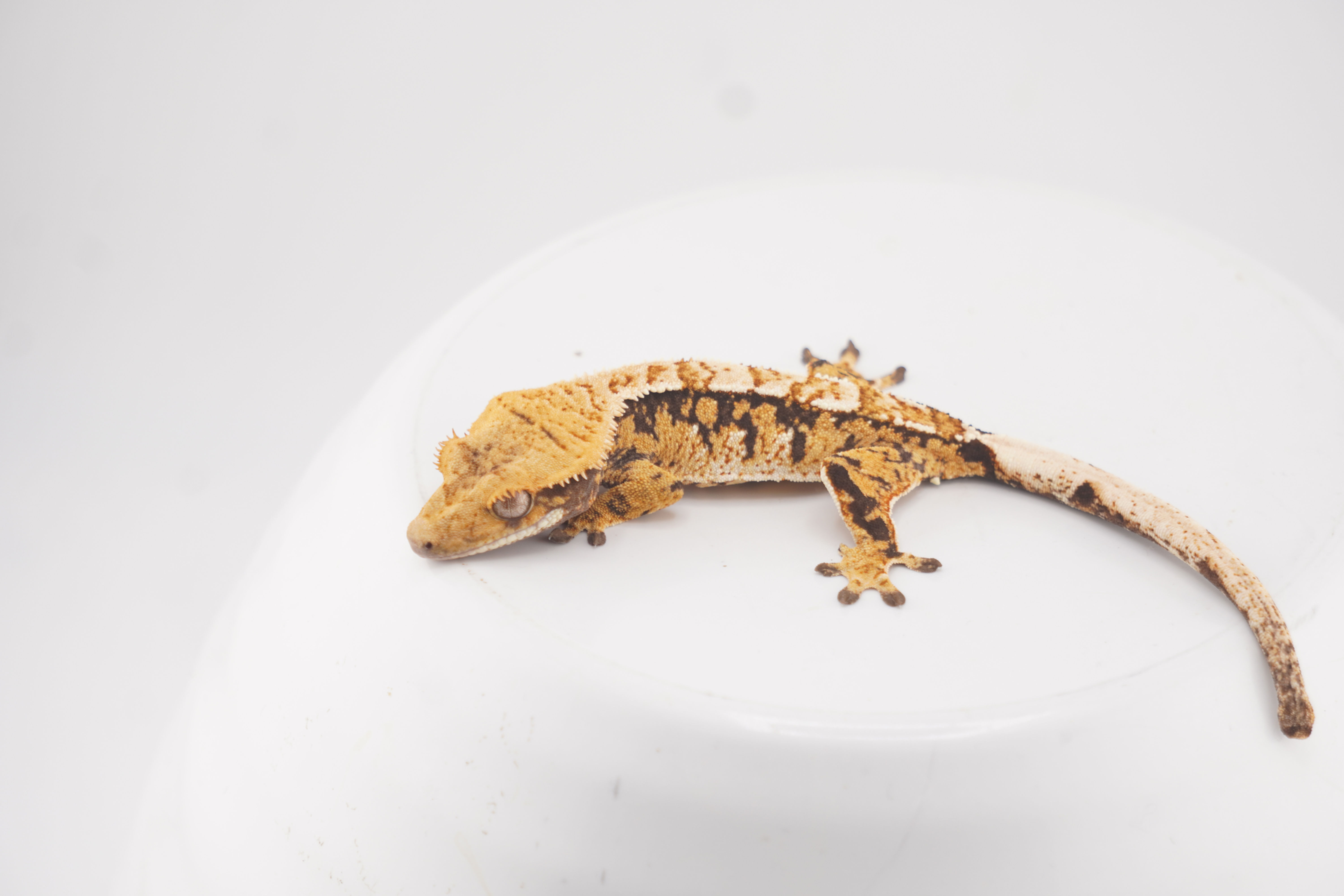 Soridormi x Nozdormu 15 Gram Male