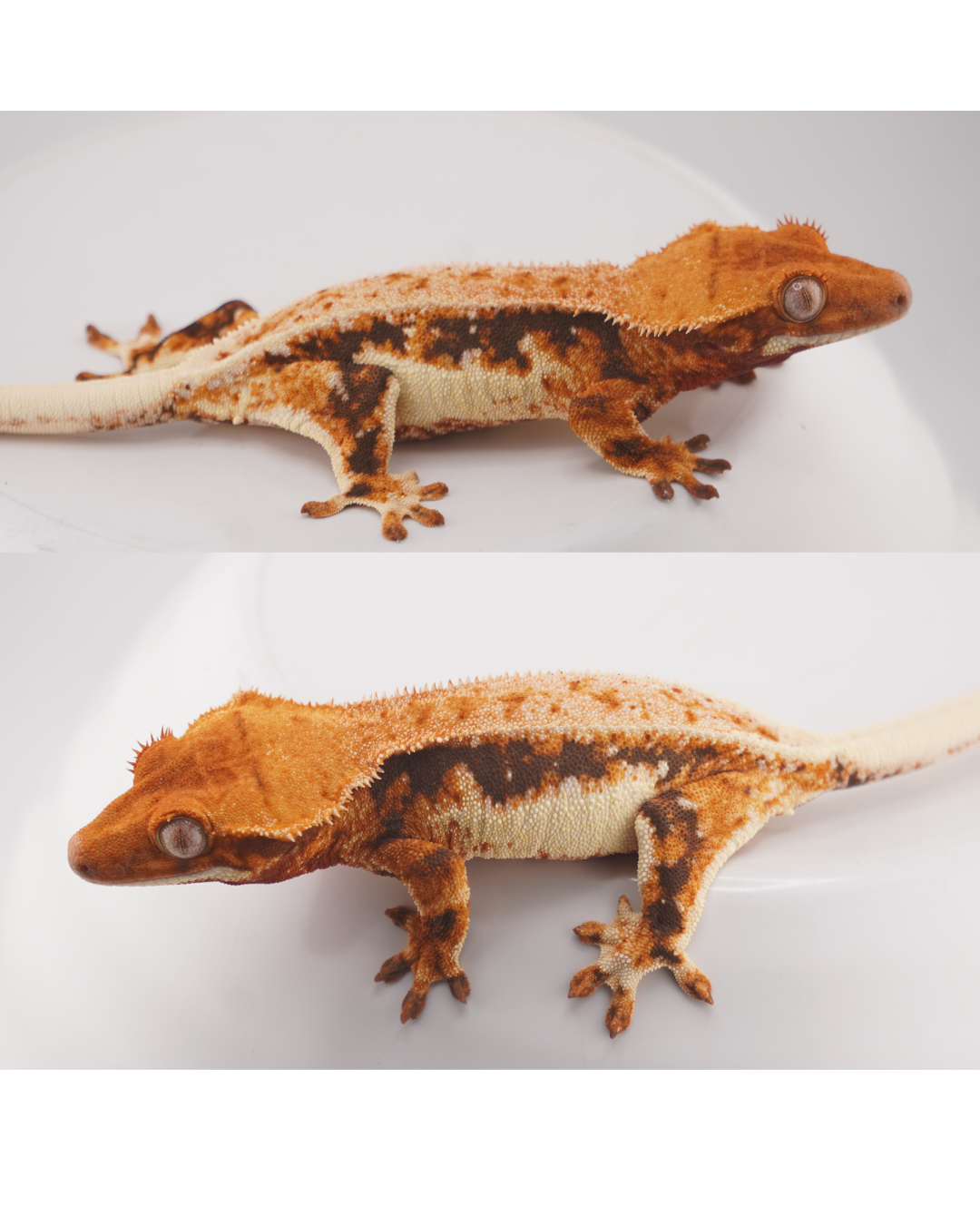 Monster x Lioness 27 Grams Female