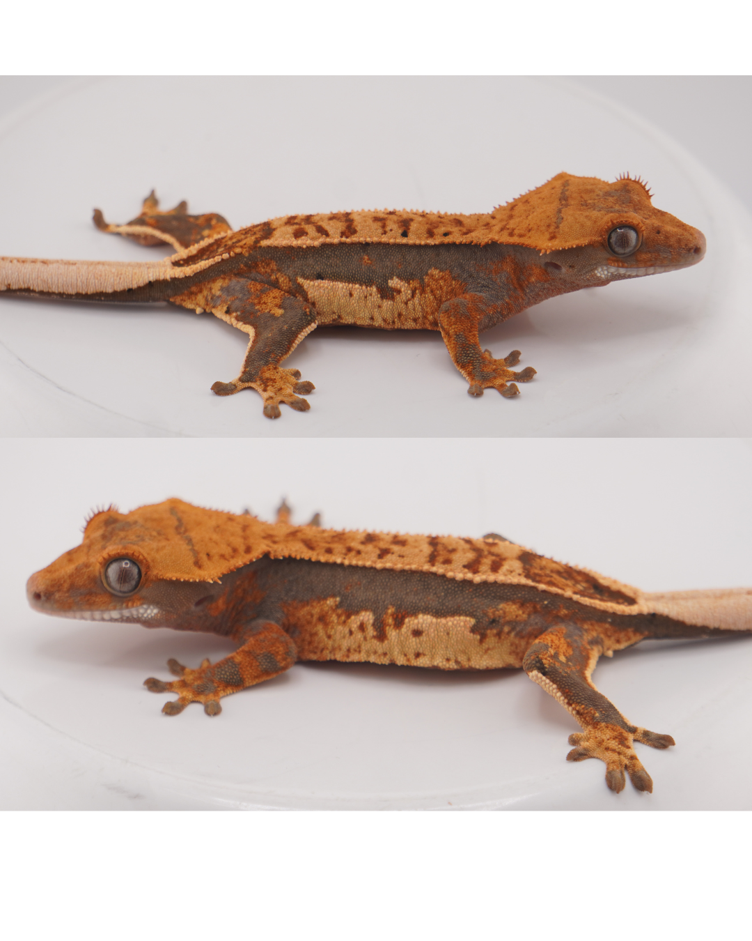Lioness x Monster 16 Grams Female