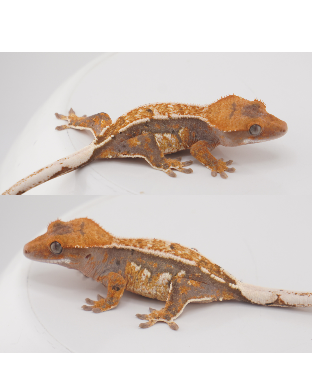Scar x Rosa 12 Grams Female