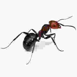 Coastal Brown Ant on a white background