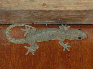 A grey green Asian house gecko clings to a wooden surface, blending in with the brown background. No text or patterns, serene and still setting.