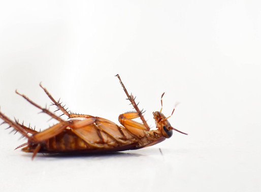What to expect after a pest control treatment