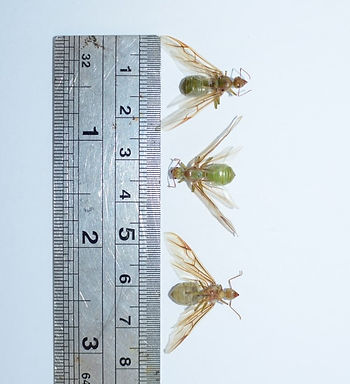Green Ant Queens wingspan measured beside ruler All Things Pest Control Mackay