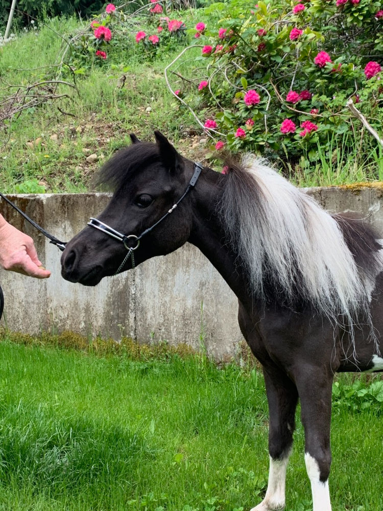 2yr old mini filly BC Miniature Horses