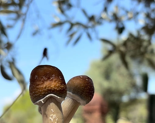 Retiro de hongos psilocibios en Mallorca