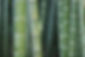 FAV_photo-1438755582627-221038b62986_Bam