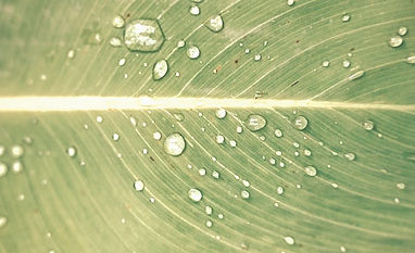 Unsplash_Bananenblatt_edited_edited_edit