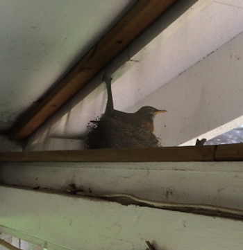 Bird in Nest