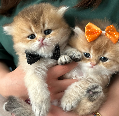 18061274644552589_edited.png