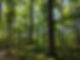 Copy of BaltimoreWoods_FaustGarden_Forest_PhotoByBWNC.jpg