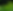 fern.png