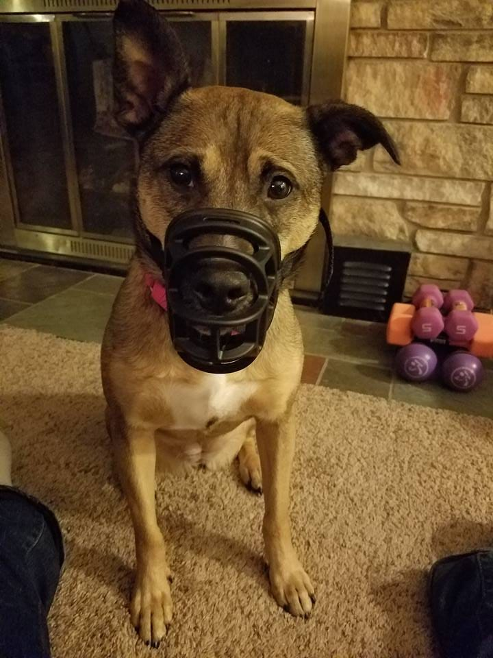 muzzle for reactive dog