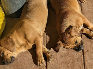 PET OF THE WEEK: Bonded Pair – Winston & Willow! 