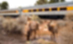 Deer by the Grand Canyon Railway