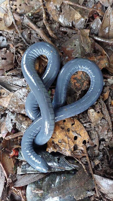 Common Caecilians