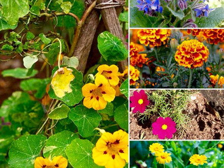 Du jardin à l'assiette @ La Plantade