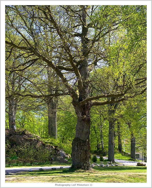 B0000383 copy 2.jpg