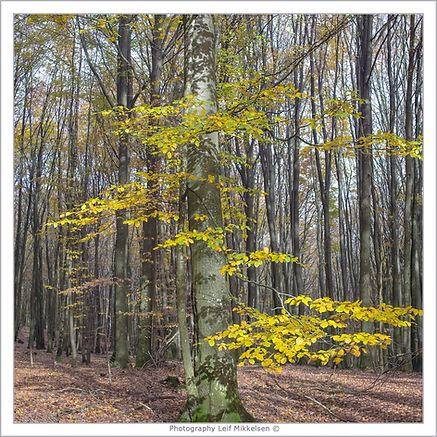 Skanes National Park, 31 of oct 2025.