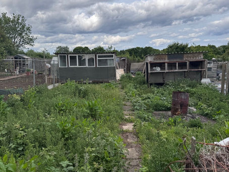 Williams Den: Growing Inclusion in Hartlepool, One Raised Bed at a Time