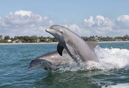 Bottlenose-dolphins-Naples-Marco-Island-Florida-850x567.jpg
