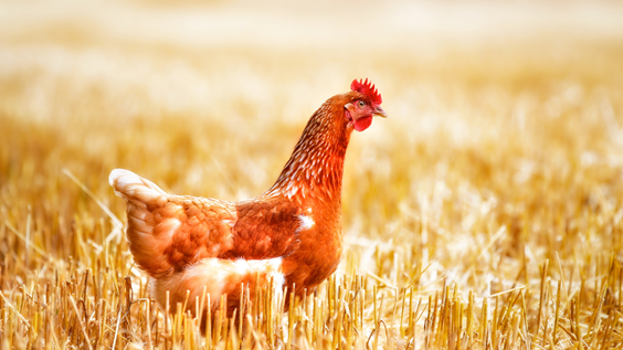慣用表現 Gallina Gallo 慣用表現 Gallina Gallo