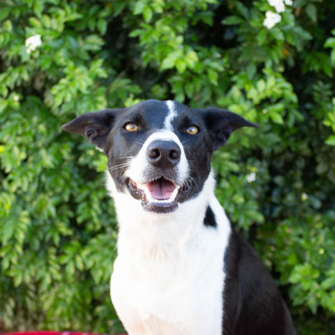 Dog smiling at the camera
