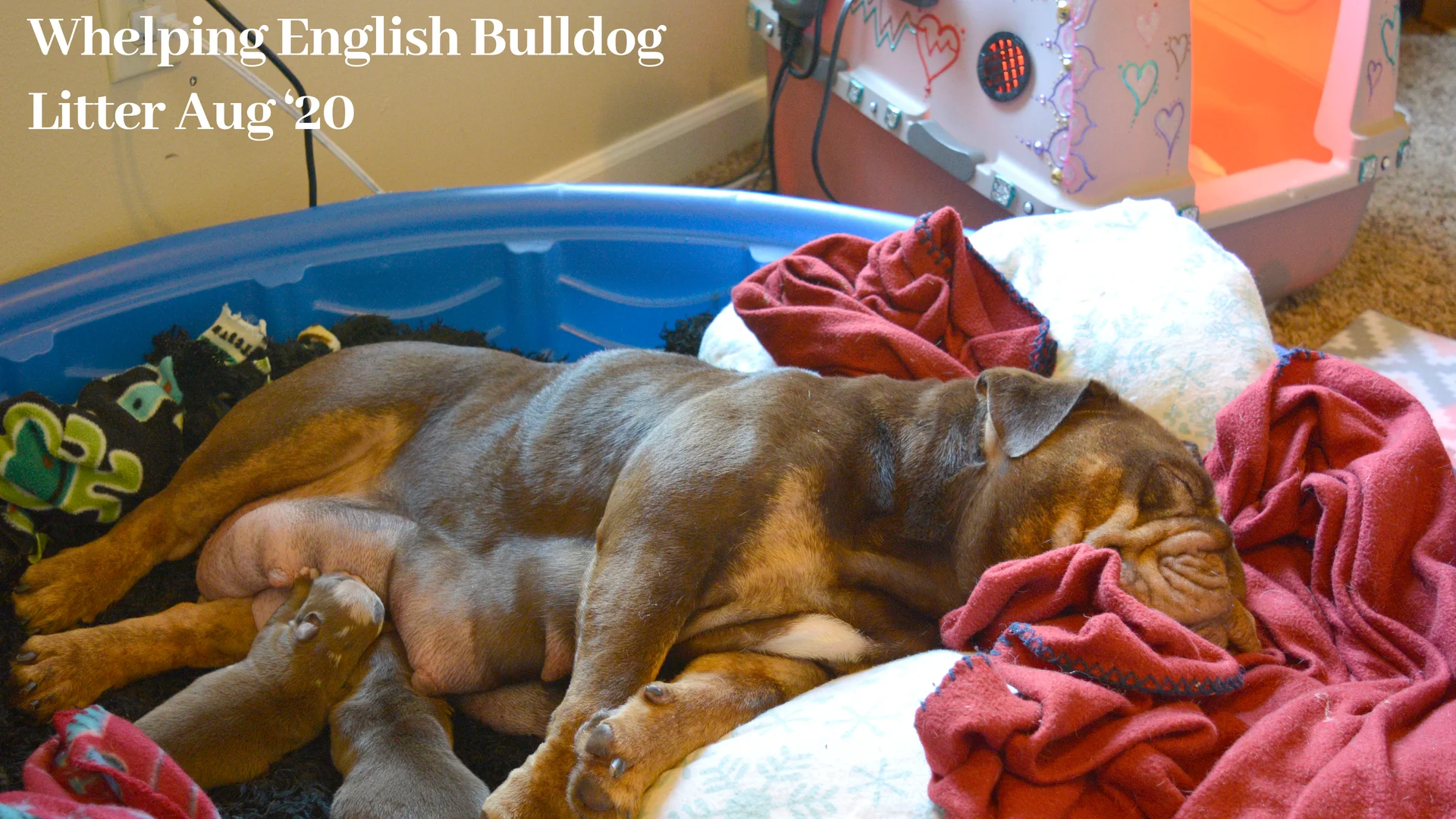 Bohemian Bulldogs