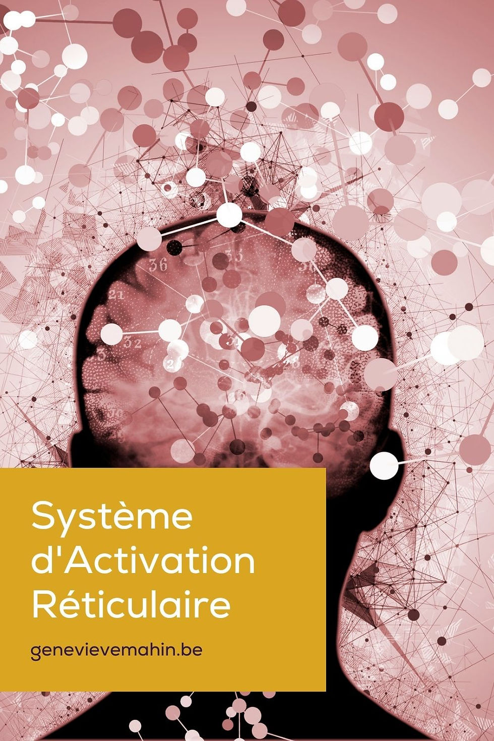 système activateur réticulé - pinterest