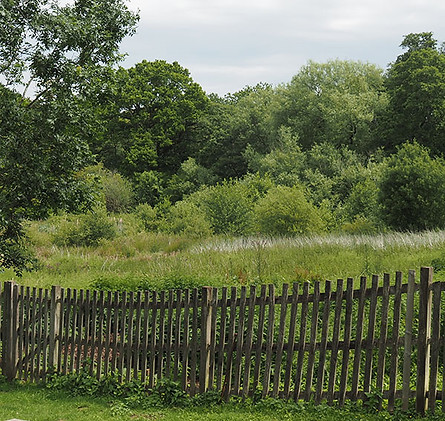 Field.jpg