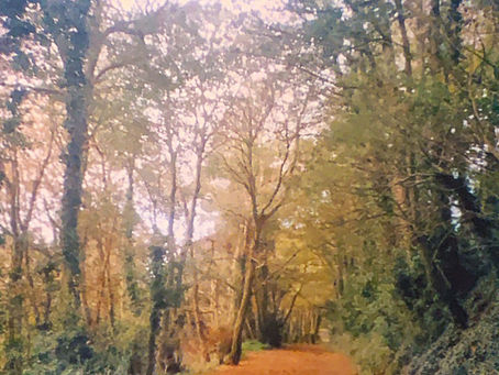 A Photo Diary on 35mm Film | Penrose National Trust